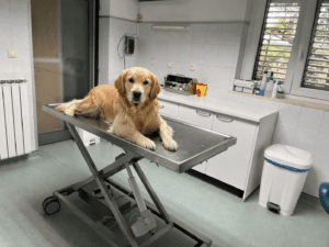 Domov labradorec ambulanta